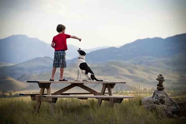 Pros y contras de trabajos de mascotas para niños