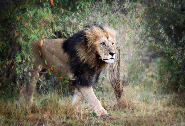 Steigende Zeichen Leo steigen