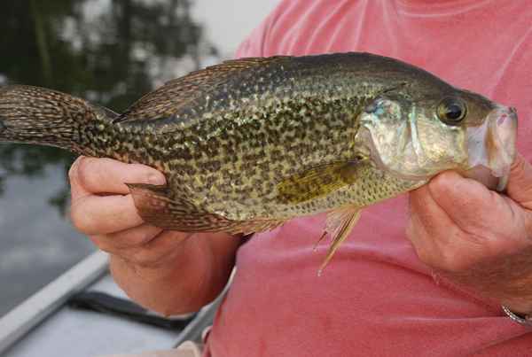 Crappie de profil d'espèce