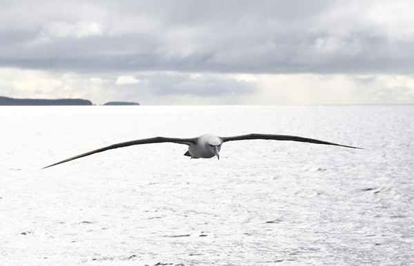 Albatross i golf som forklarer denne sjeldne fuglens betydning og opprinnelse