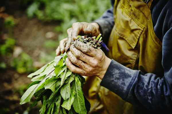 Os benefícios da agricultura orgânica como uma escolha de carreira