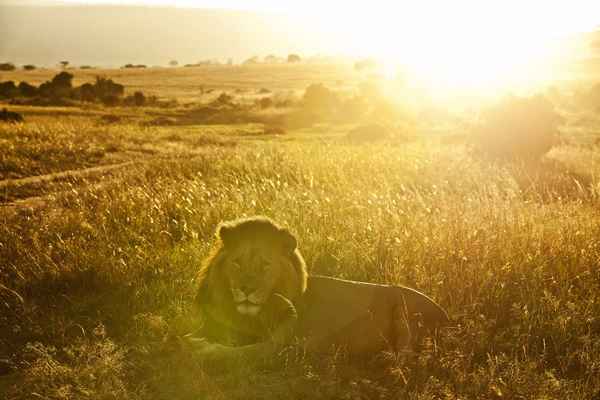 El sol en el signo de Leo