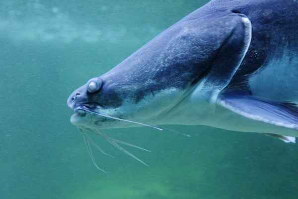 I due tipi di pesce gatto d'acqua salata e come catturarli