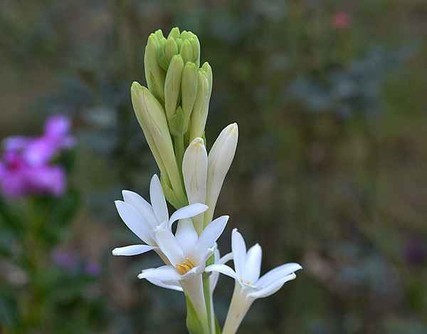 Tuberosa como ingrediente de fragrância