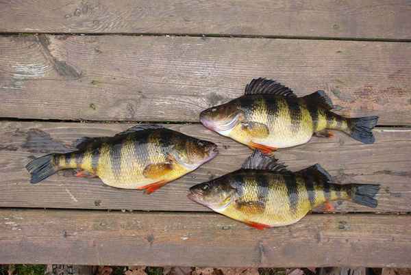 Was sind Panfish?